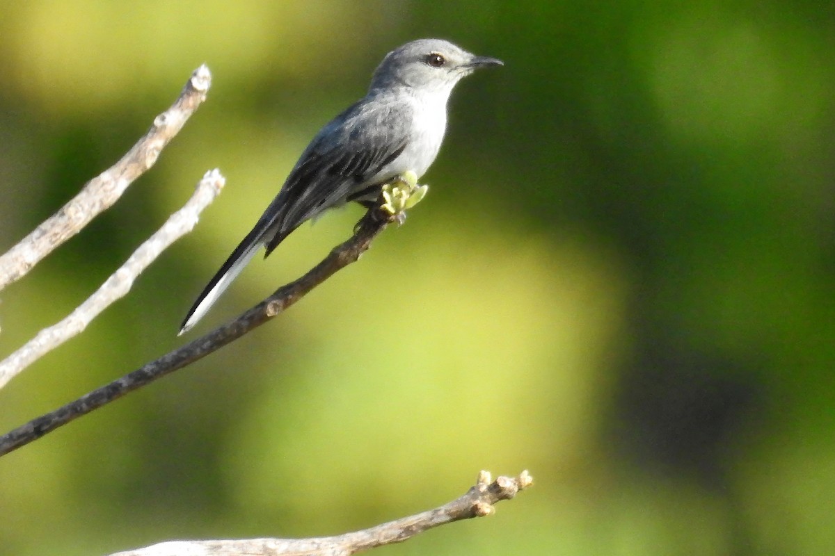 Gray Tit-Flycatcher - ML636362217