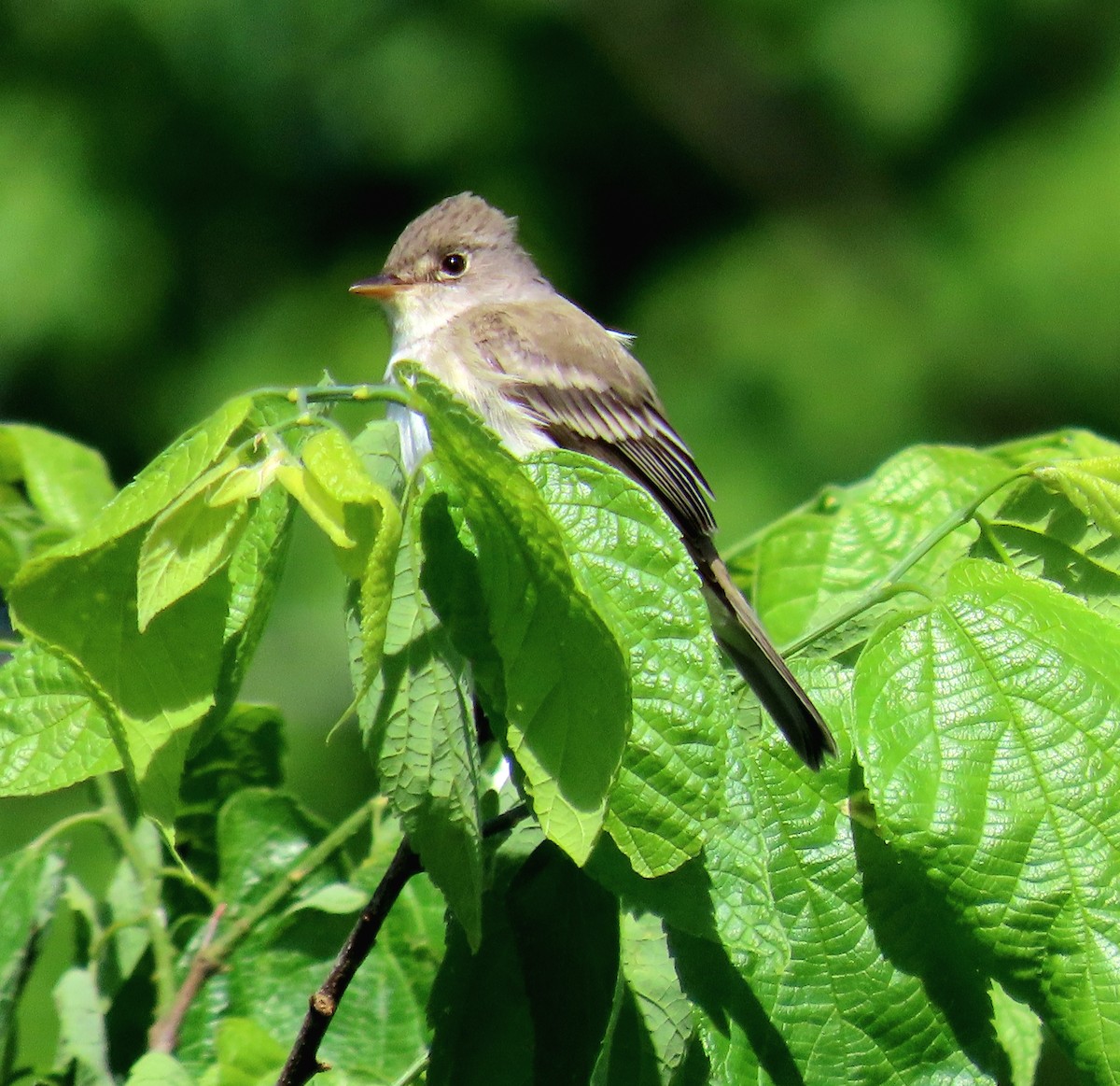 Willow Flycatcher - ML636362226