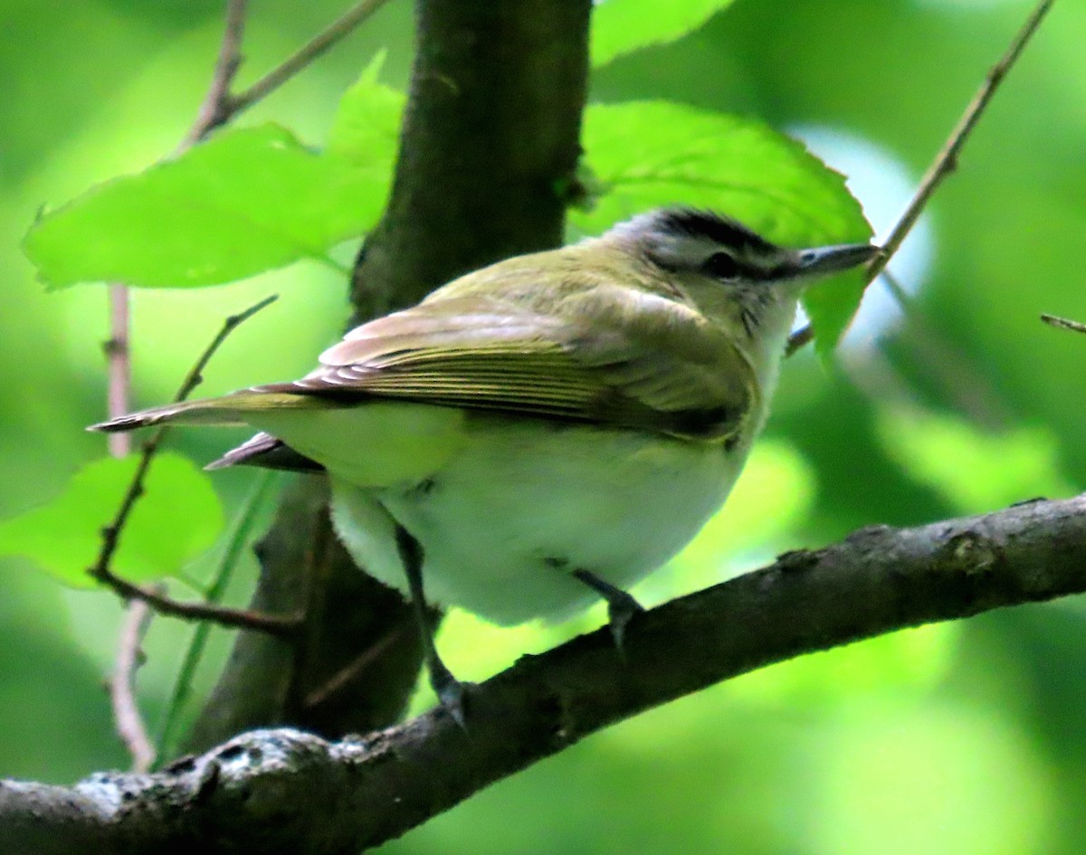 Red-eyed Vireo - ML636362244