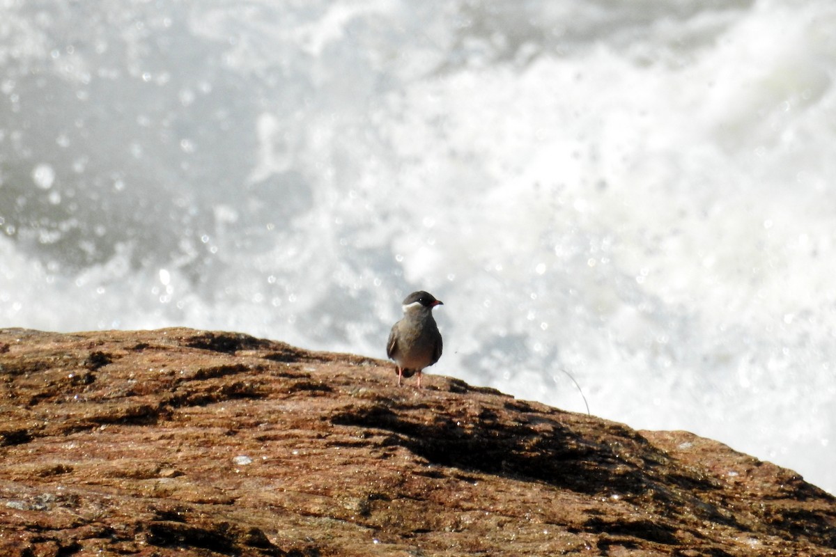 Rock Pratincole (White-naped) - ML636362300