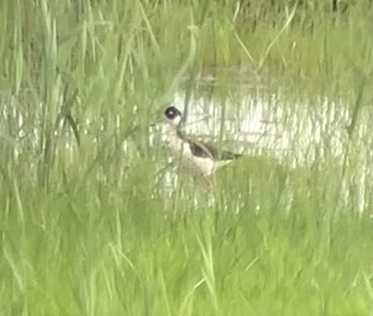 Black-necked Stilt - ML636362386