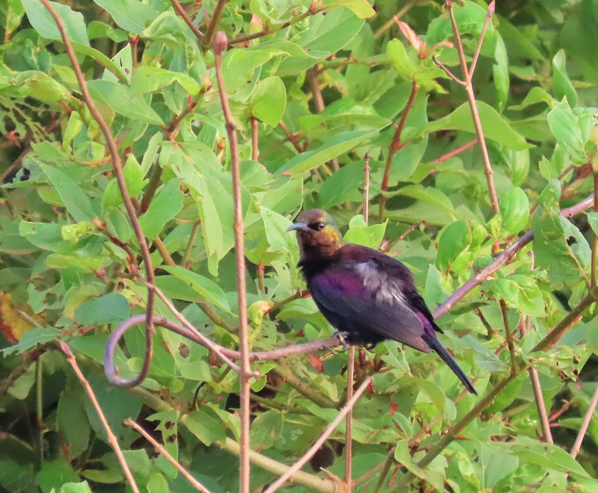 Copper Sunbird - ML636362396