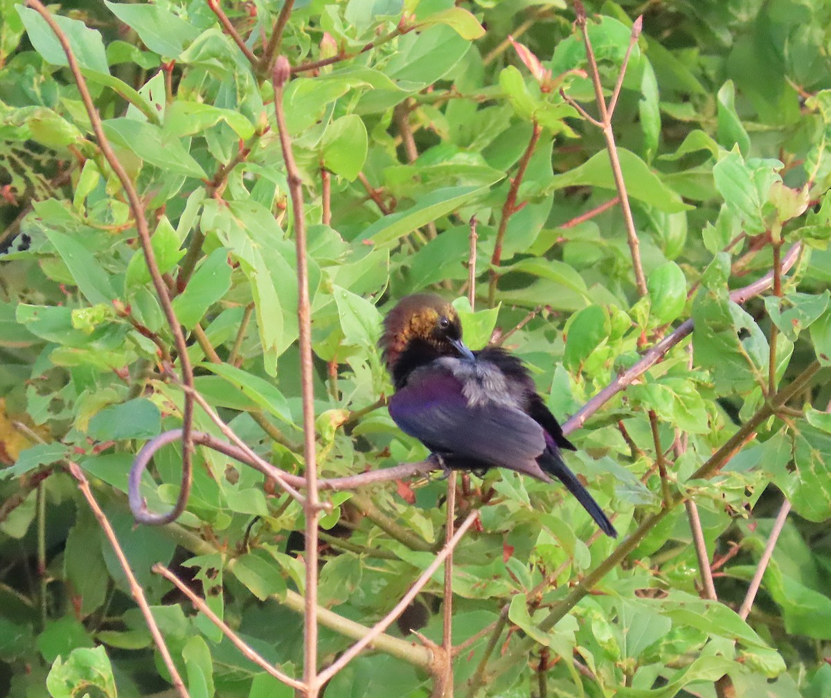 Copper Sunbird - ML636362414
