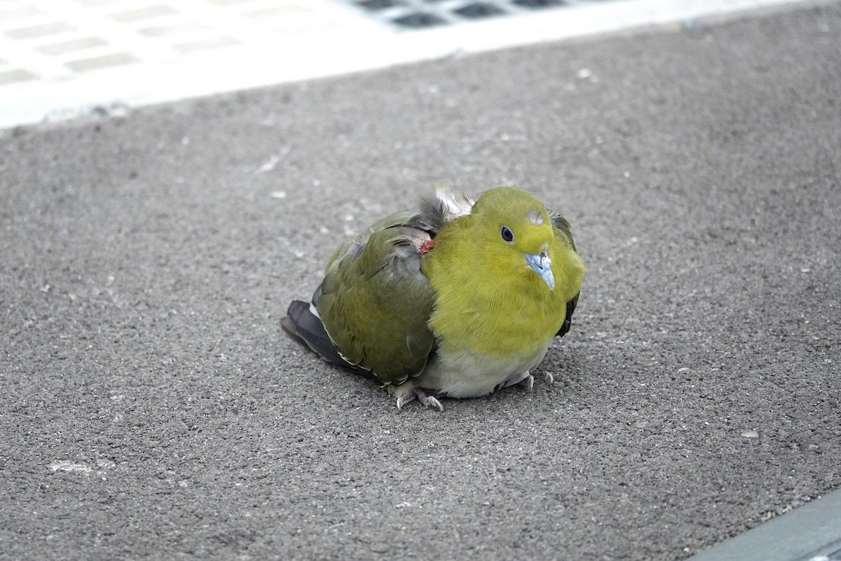 綠鳩 - ML636362418
