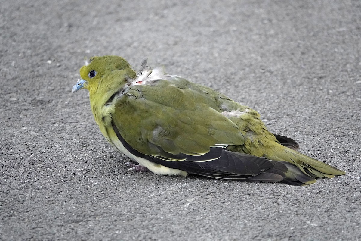綠鳩 - ML636362419
