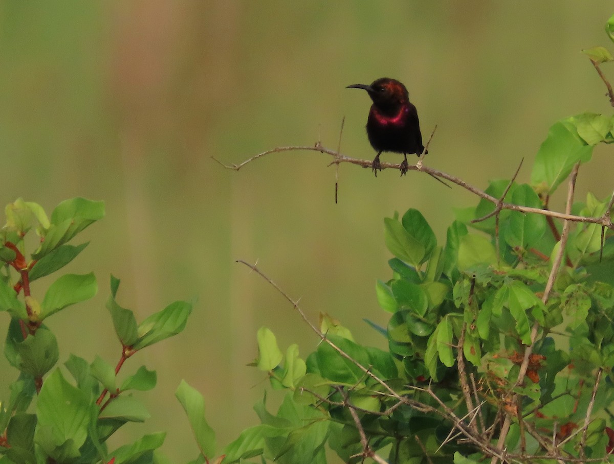 Copper Sunbird - ML636362427