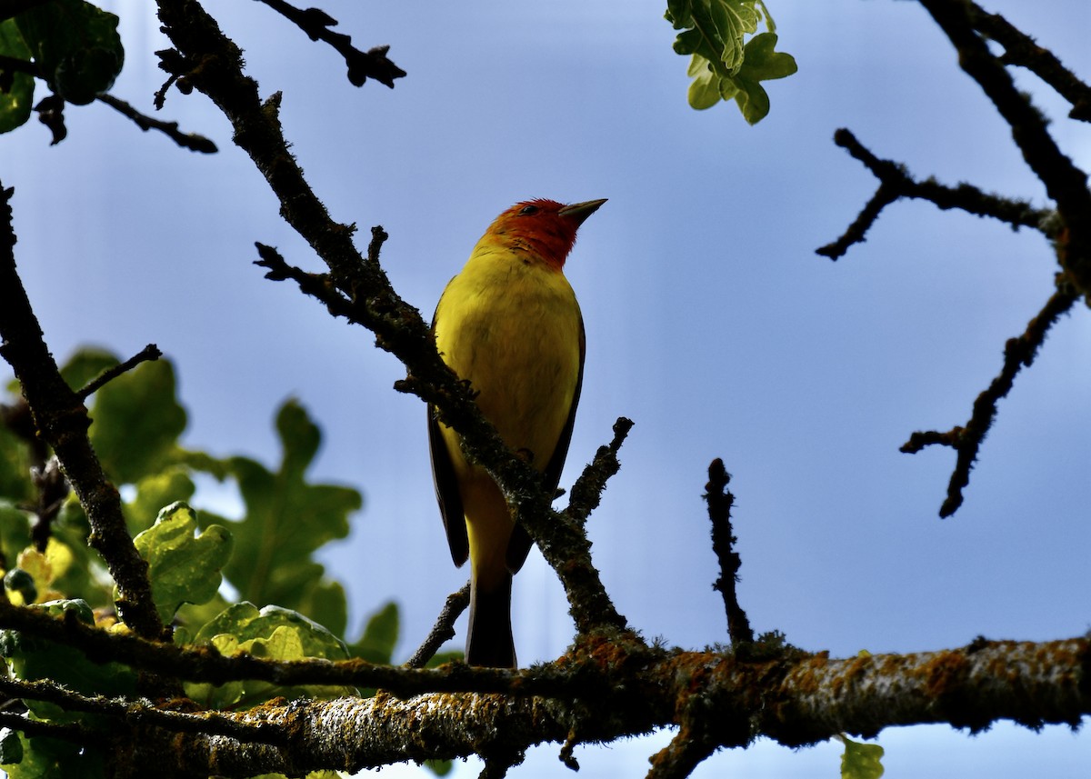Western Tanager - ML636362443