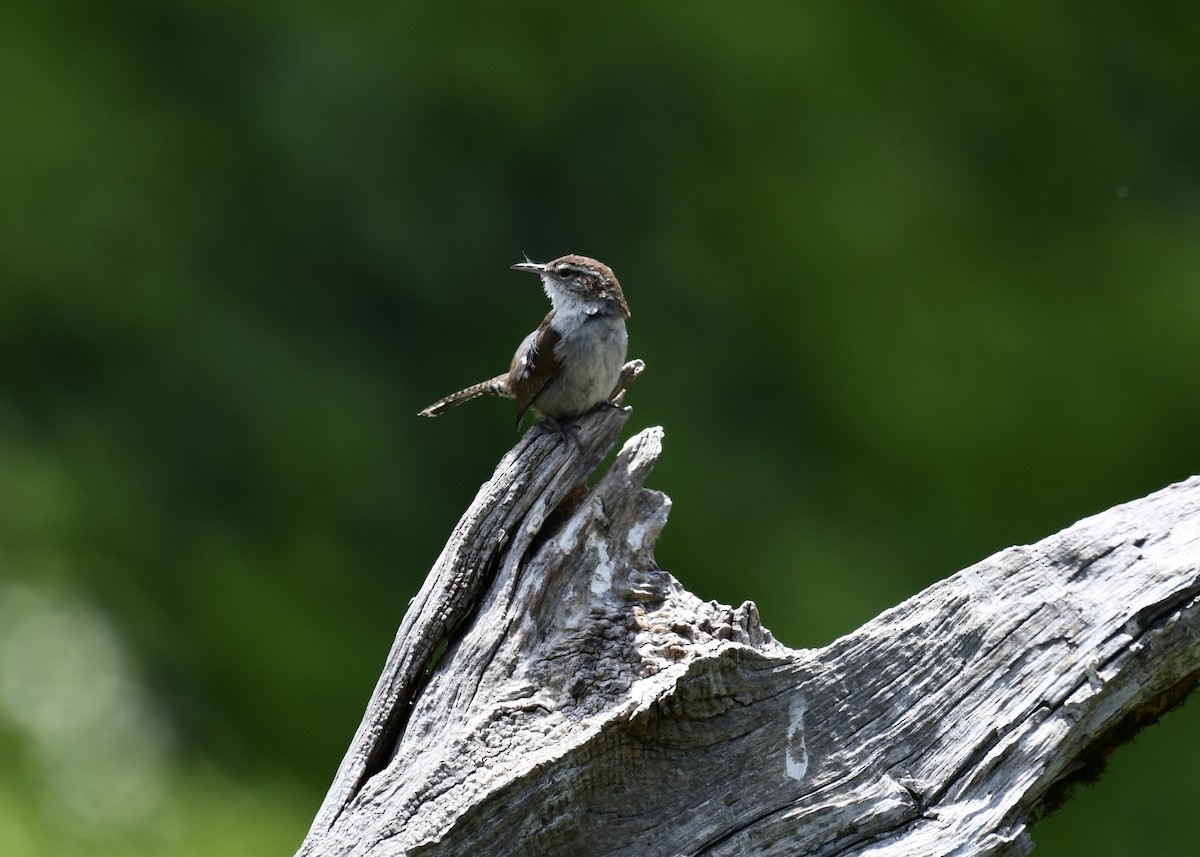 Bewick's Wren - ML636362484