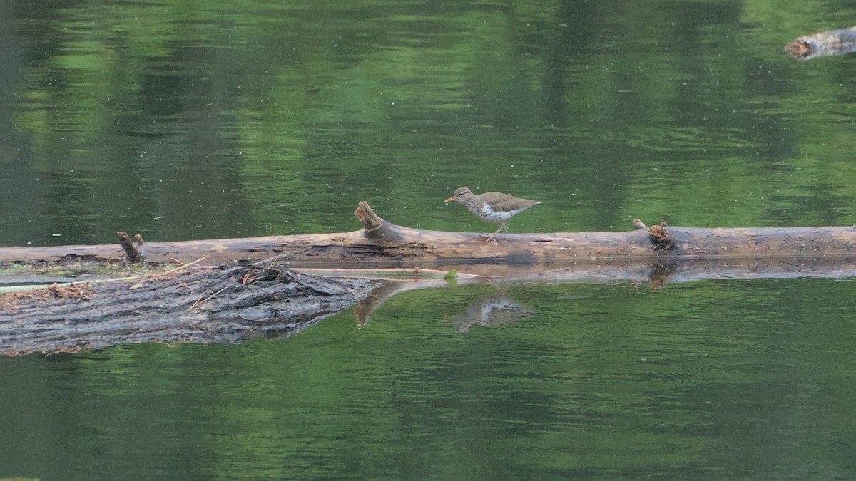 Spotted Sandpiper - ML636362521