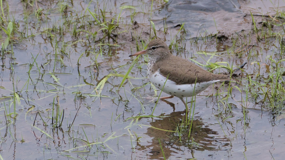 Spotted Sandpiper - ML636362522