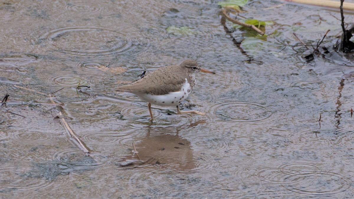 Spotted Sandpiper - ML636362523