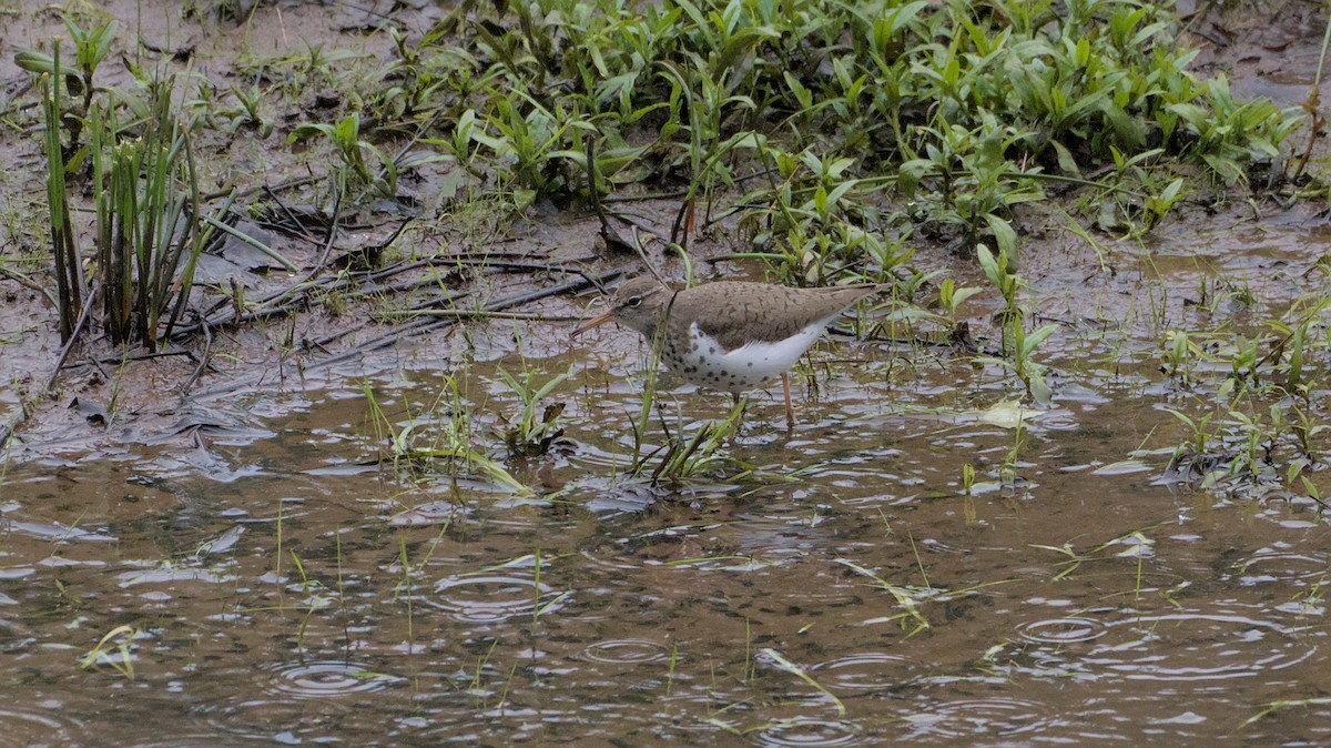 Spotted Sandpiper - ML636362524