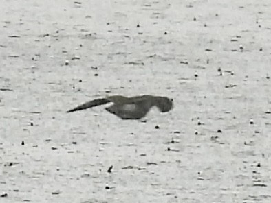 Spotted Sandpiper - ML636362598