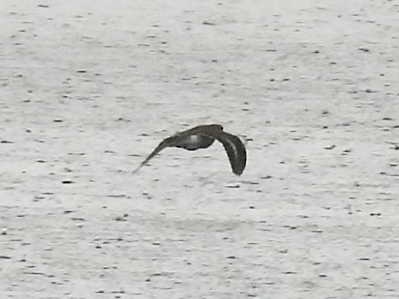 Spotted Sandpiper - ML636362599