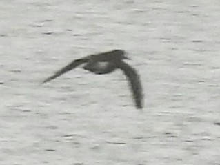 Spotted Sandpiper - ML636362600