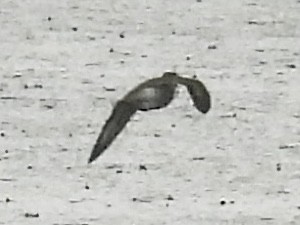 Spotted Sandpiper - ML636362601