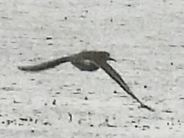 Spotted Sandpiper - ML636362602