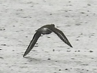 Spotted Sandpiper - ML636362603