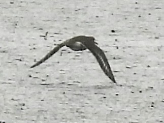 Spotted Sandpiper - ML636362605