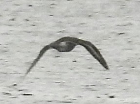 Spotted Sandpiper - ML636362606