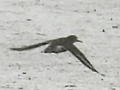 Spotted Sandpiper - ML636362607