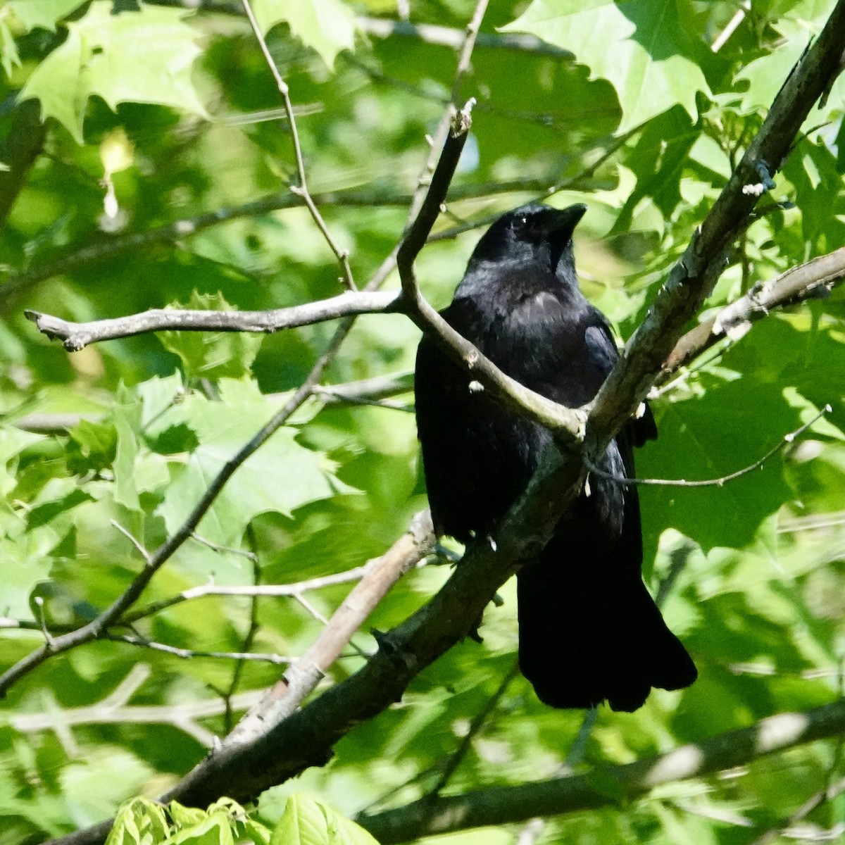 American Crow - ML636362643