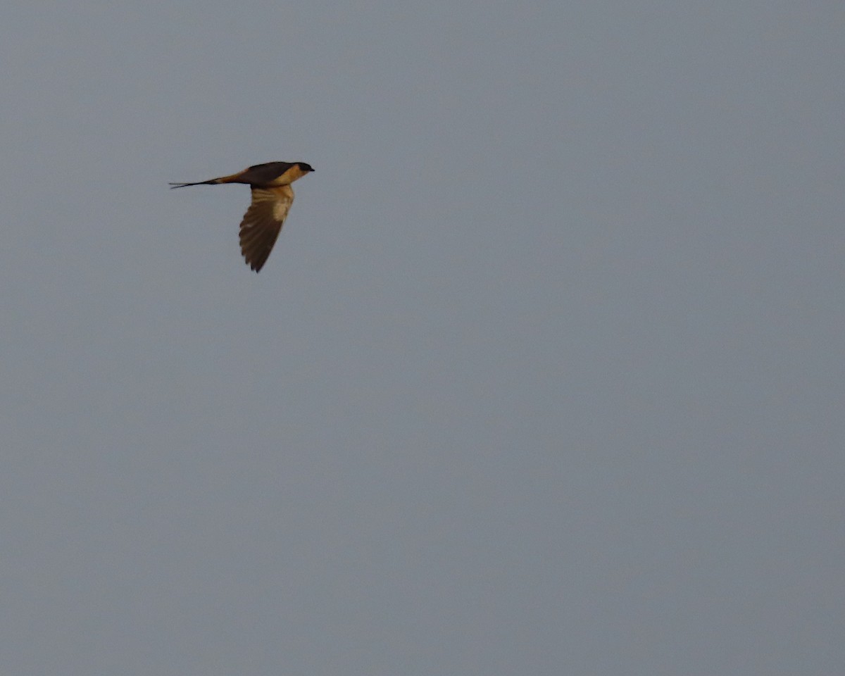 Rufous-chested Swallow - ML636362675