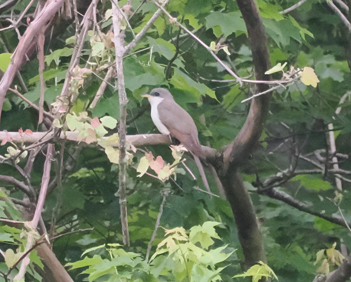 Yellow-billed Cuckoo - ML636362698