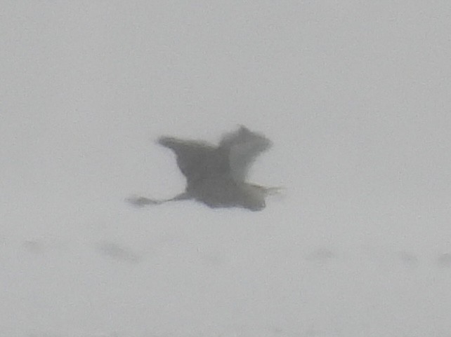 Great Blue Heron - ML636362856