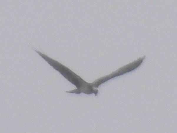 Загасч явлаг - ML636362867