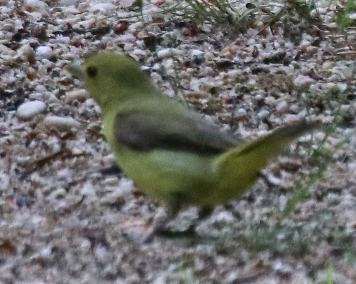 Scarlet Tanager - ML636362903