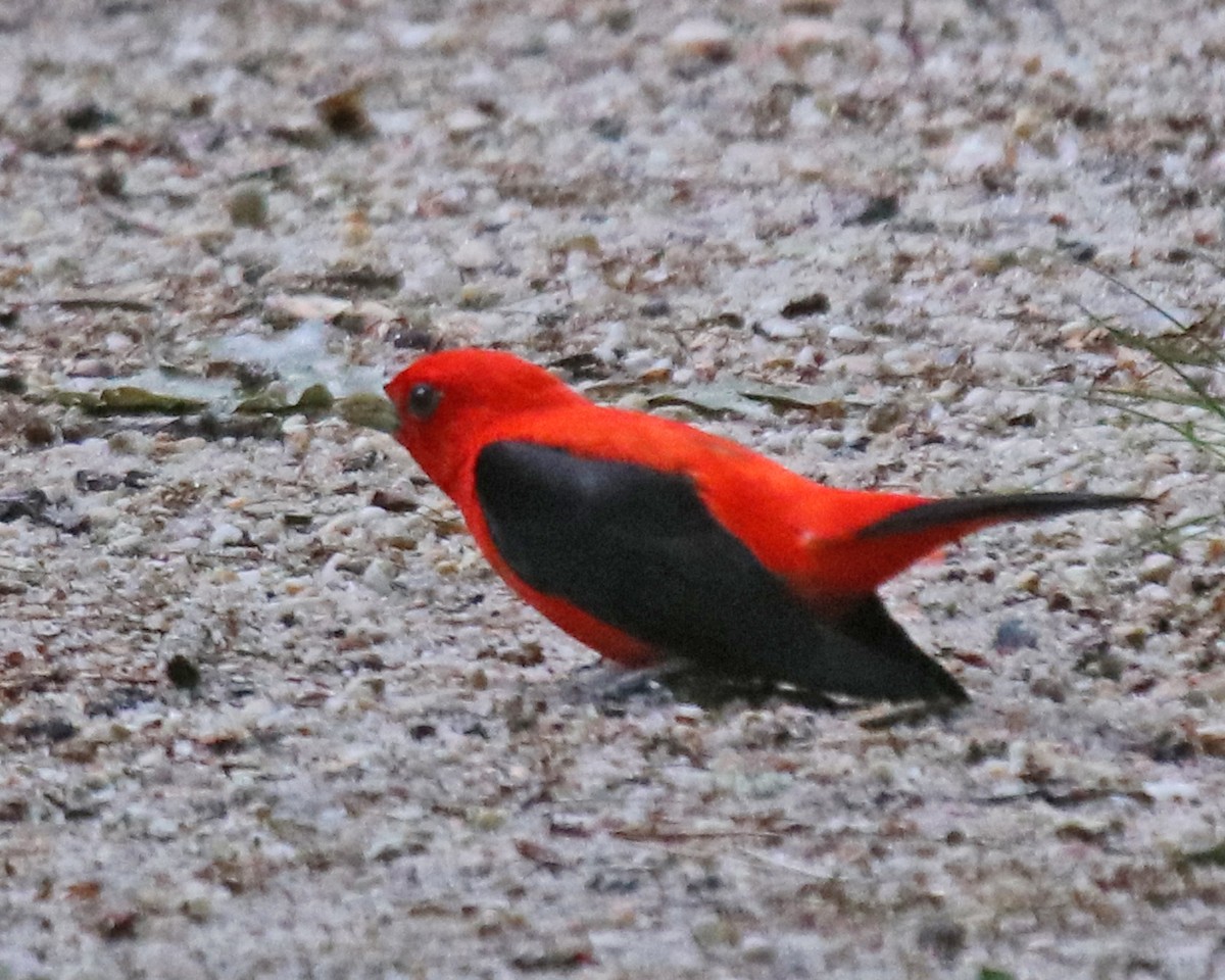Scarlet Tanager - ML636362905