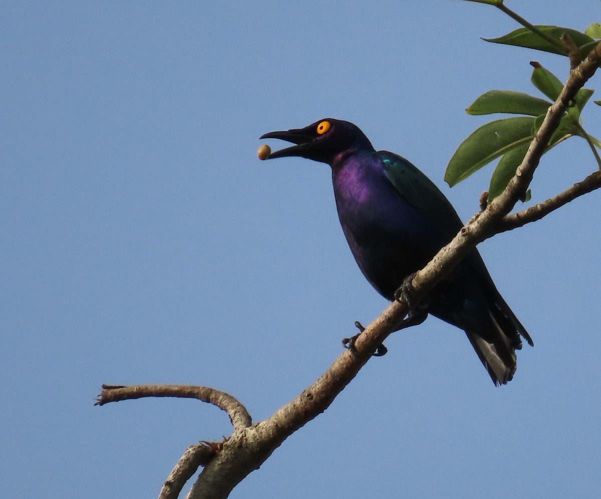 Purple Starling - ML636362931