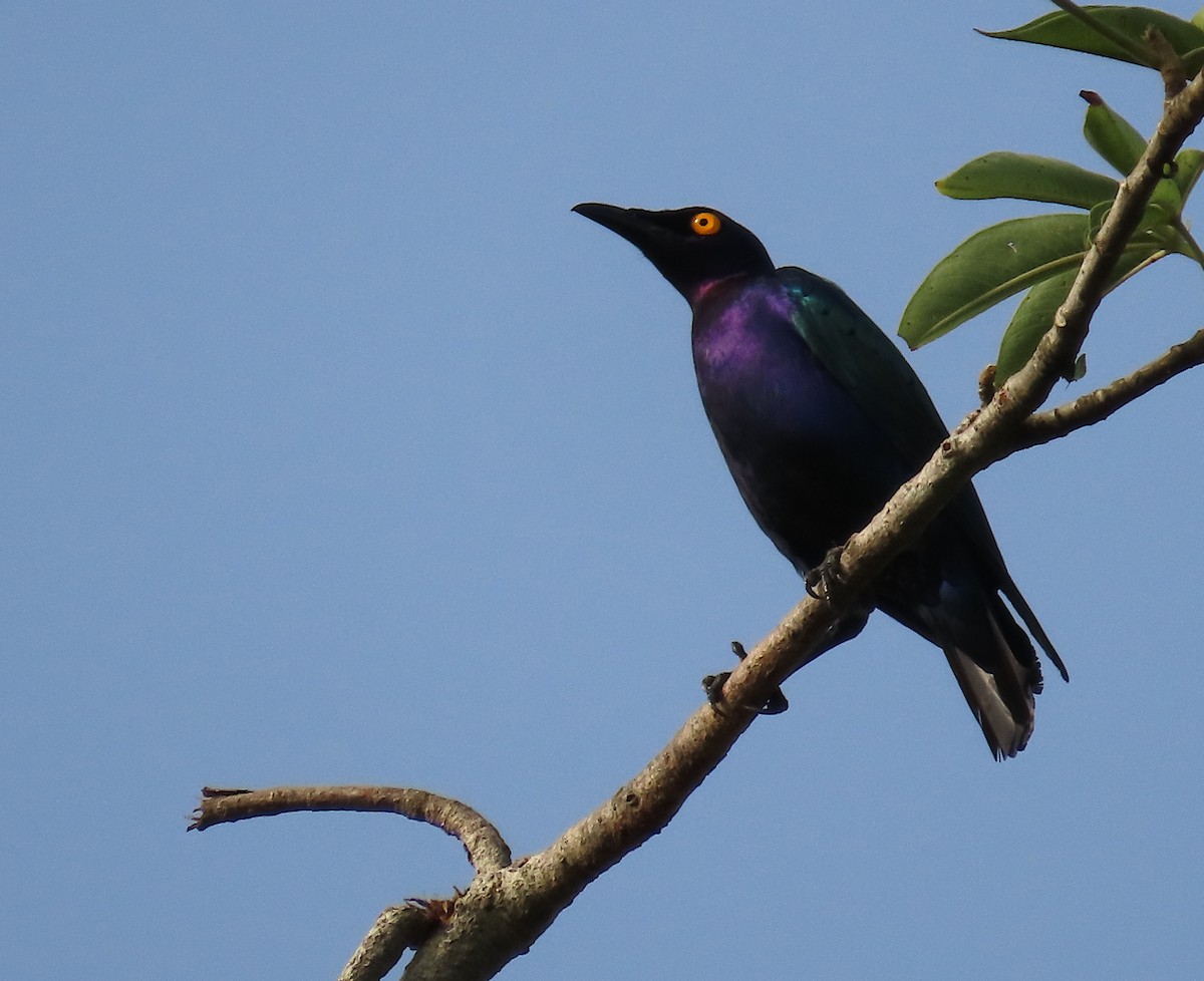 Purple Starling - ML636362938