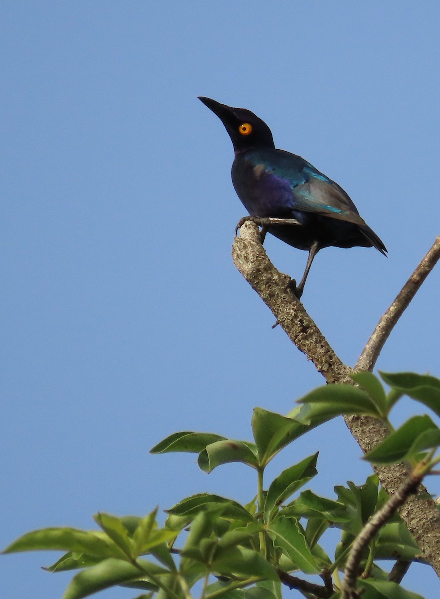 Purple Starling - ML636362945