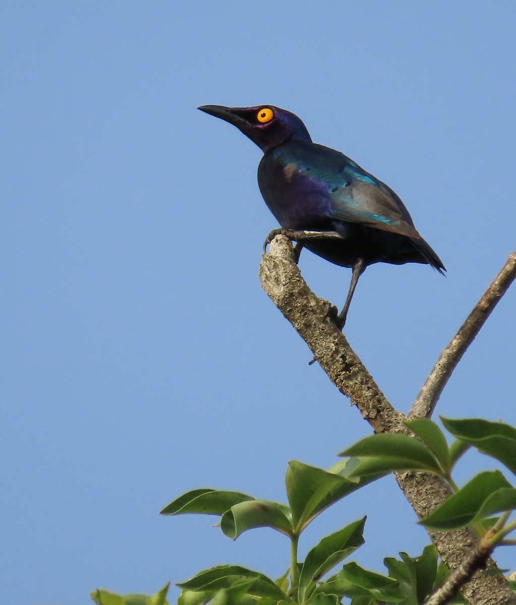 Purple Starling - ML636362965