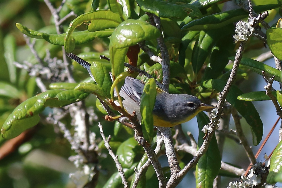Northern Parula - ML636363021