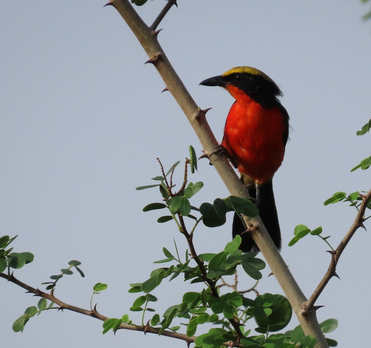 Yellow-crowned Gonolek - ML636363044