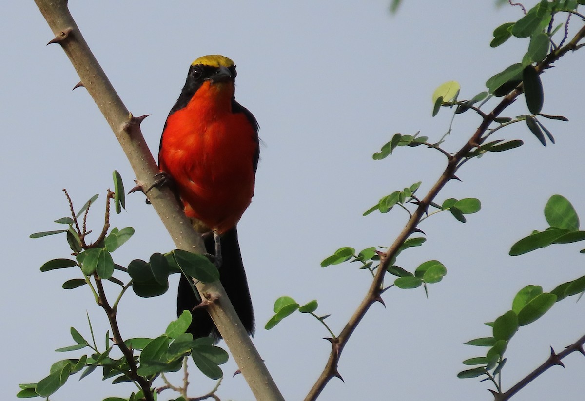Yellow-crowned Gonolek - ML636363063