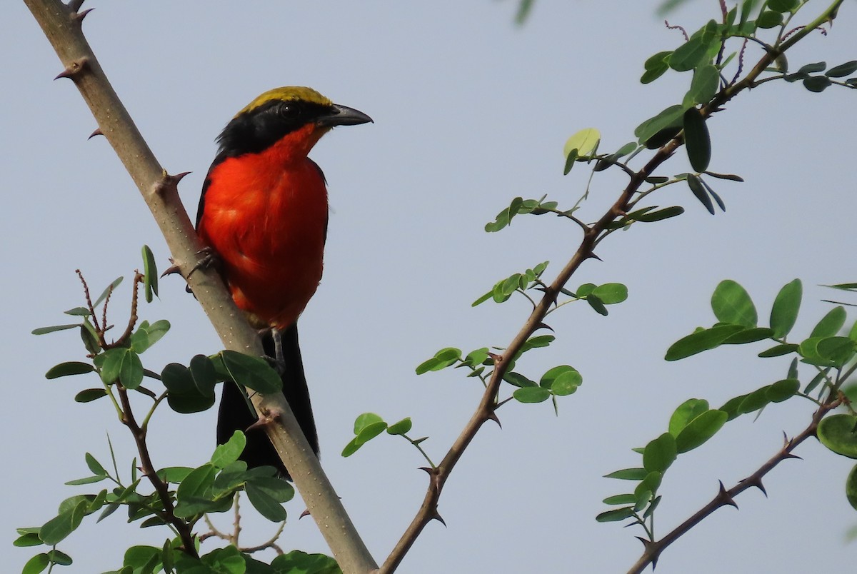 Yellow-crowned Gonolek - ML636363077