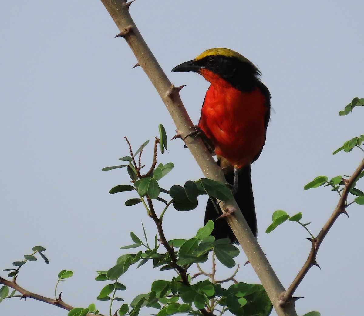 Yellow-crowned Gonolek - ML636363088