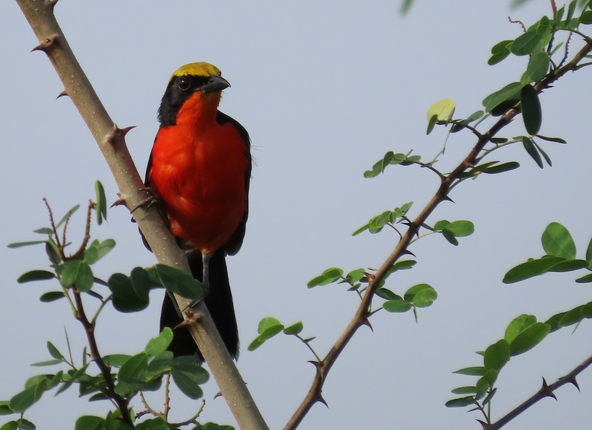 Yellow-crowned Gonolek - ML636363105