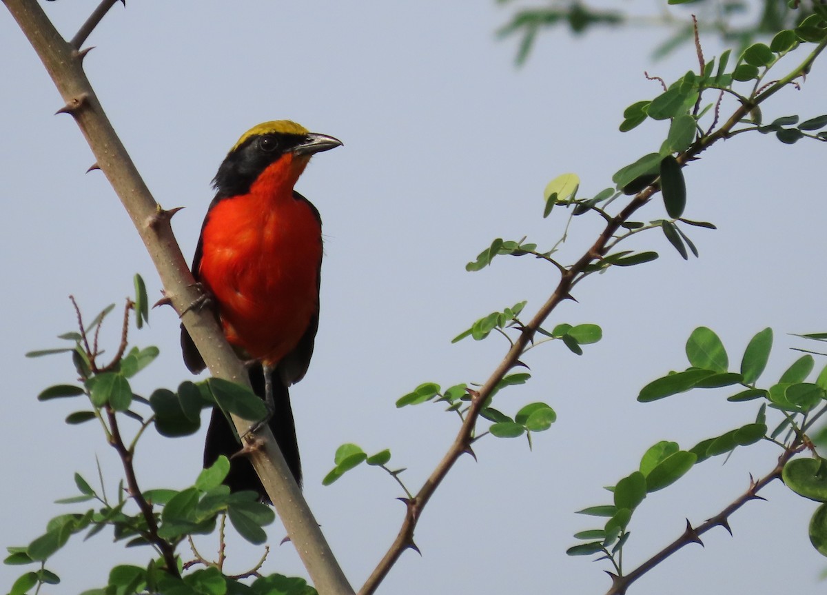 Yellow-crowned Gonolek - ML636363118
