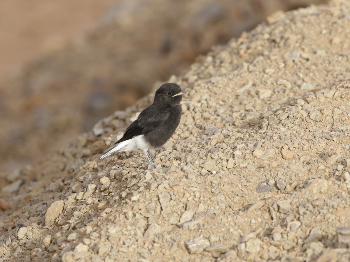 White-crowned Wheatear - ML636363119