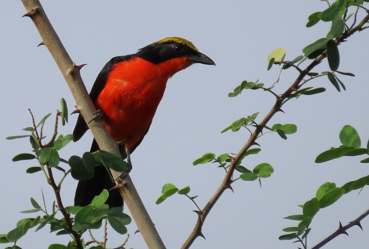 Yellow-crowned Gonolek - ML636363131