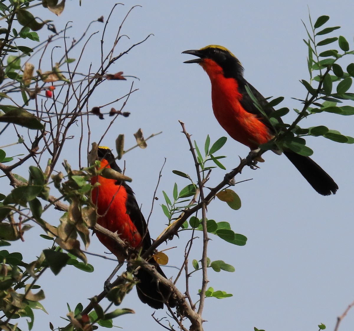 Yellow-crowned Gonolek - ML636363143