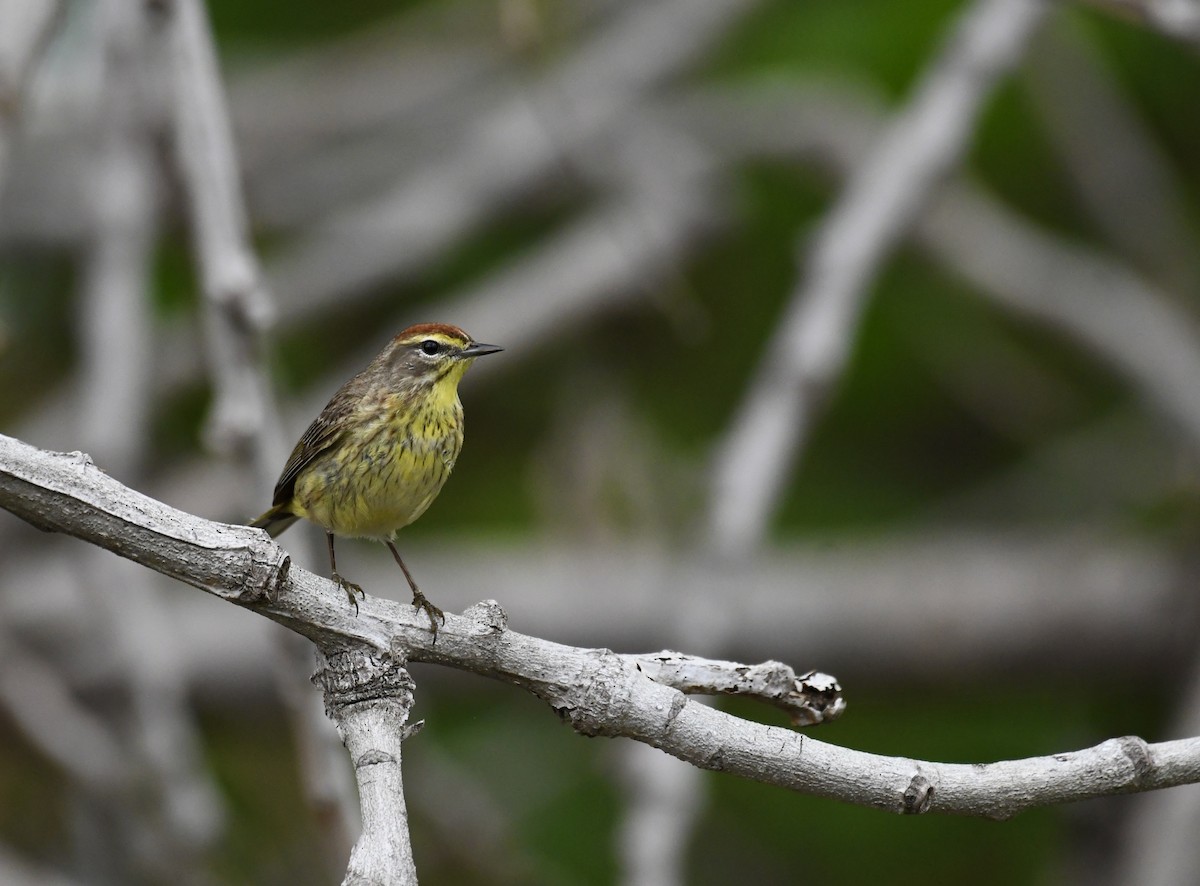 Palm Warbler - ML636363234