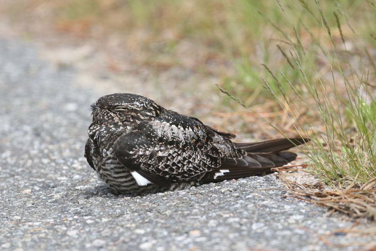 Common Nighthawk - ML636363319