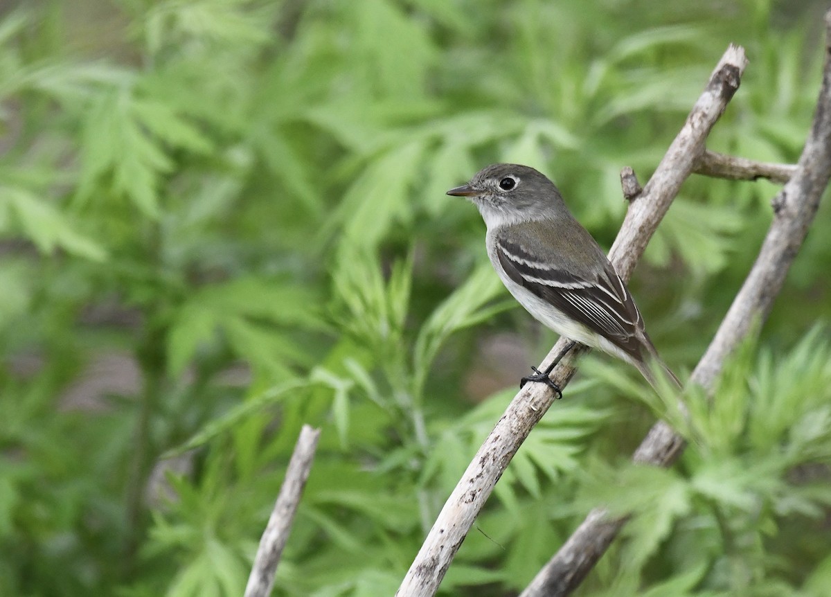 Least Flycatcher - ML636363344