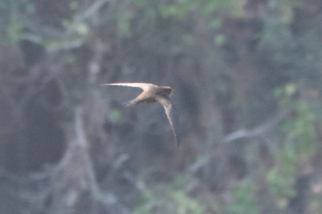 African Swift - ML636363380
